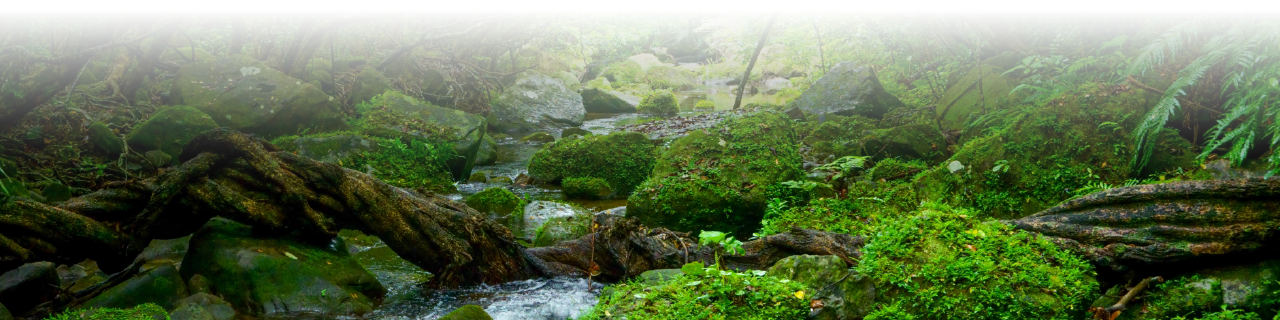川と森の風景