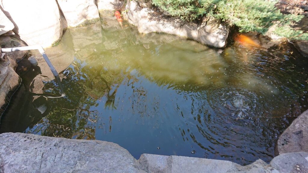 お寺の池アフター